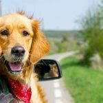 partir en vacances avec son chien 600X400