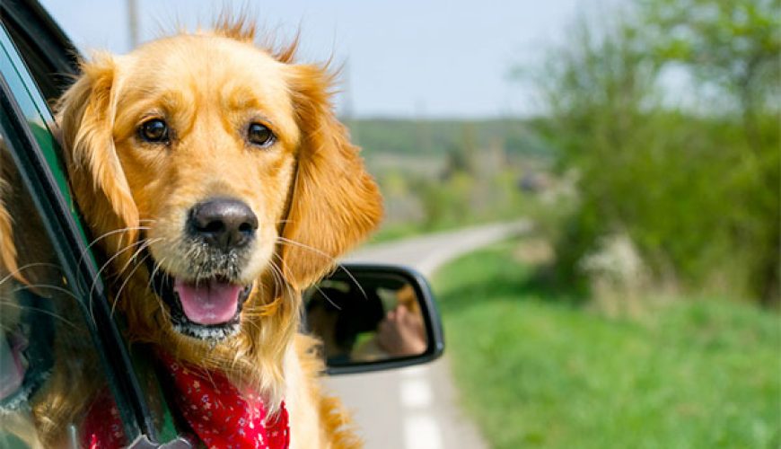 partir en vacances avec son chien 600X400