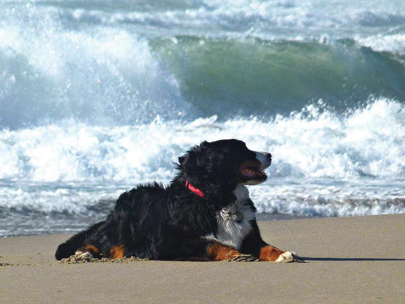 village de vacances chien admis france famille