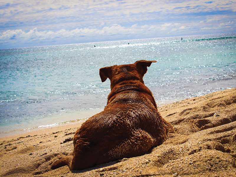 village vacances chien admis france