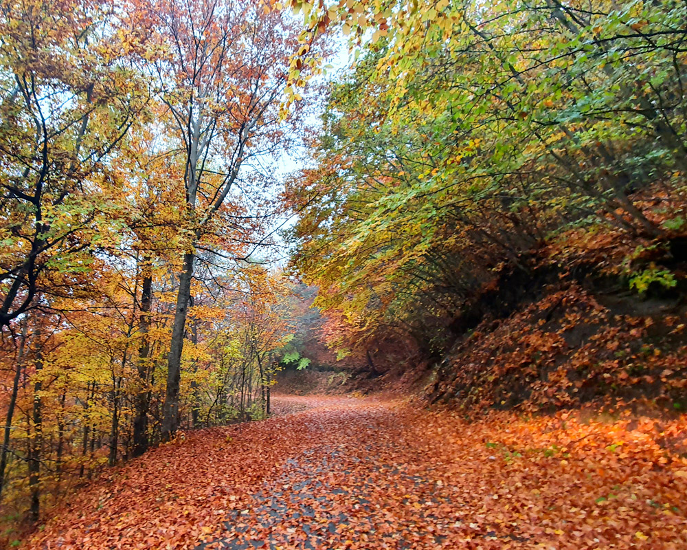 spot a decouvrir automne dans les alpes lac la roche 31
