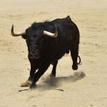 Feria - Portiragnes