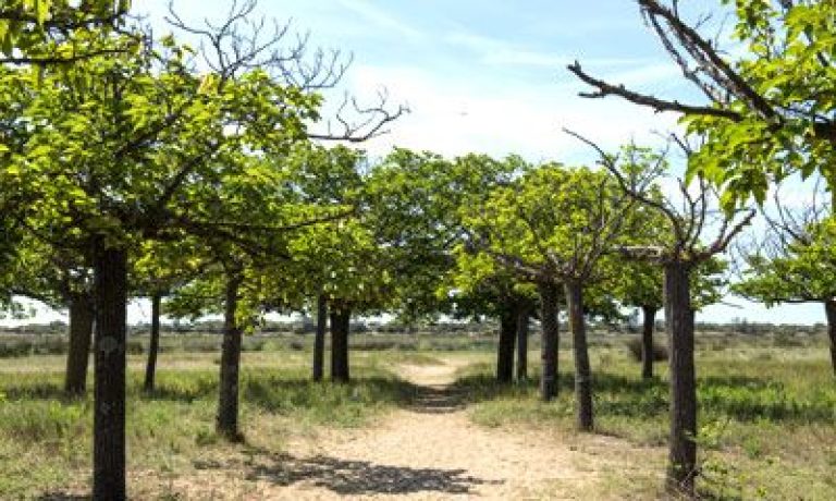 allée d'arbustres